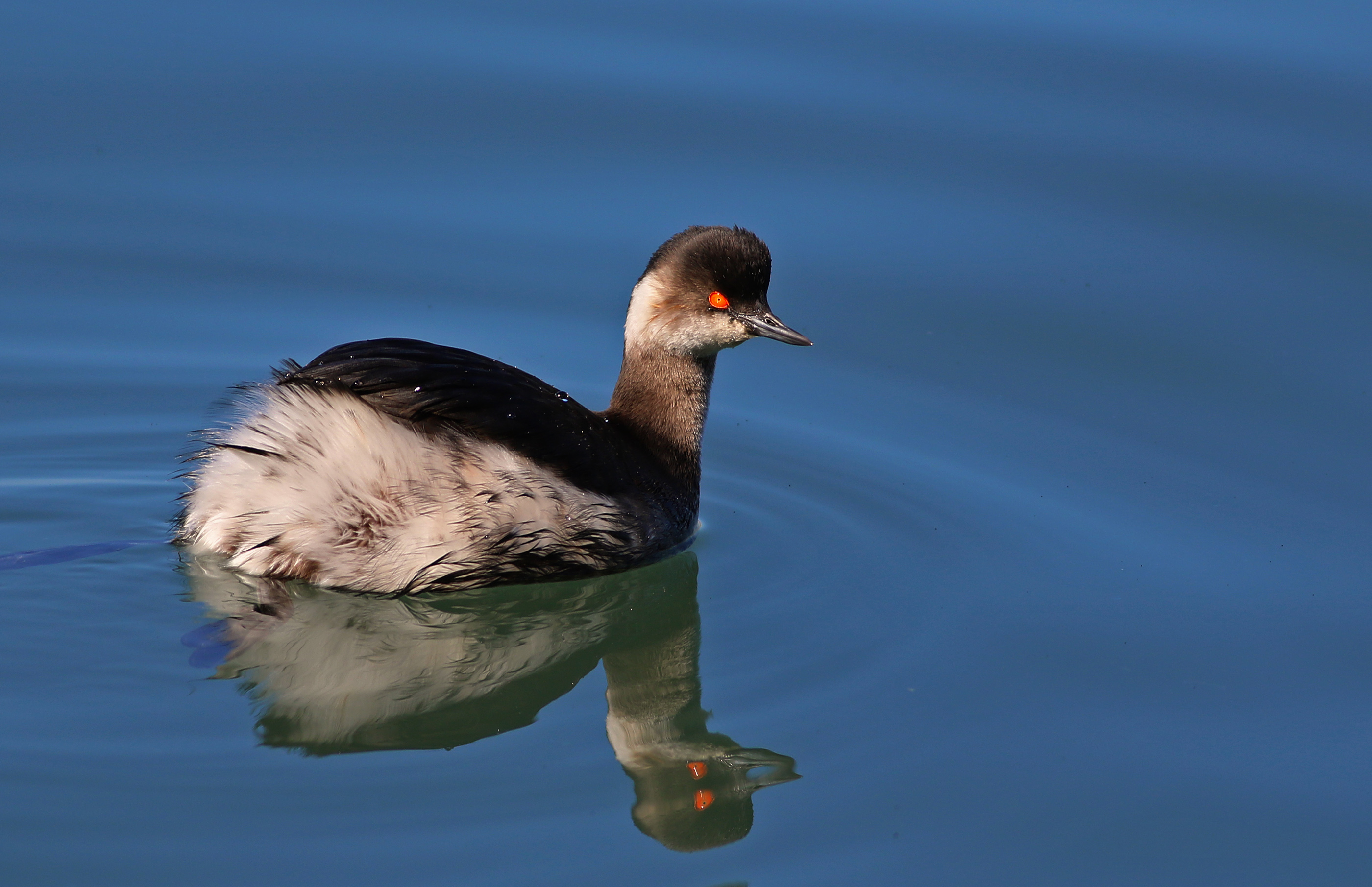 Eared Grebe